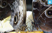 Stratford Butterfly Farm
