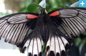 Stratford Butterfly Farm